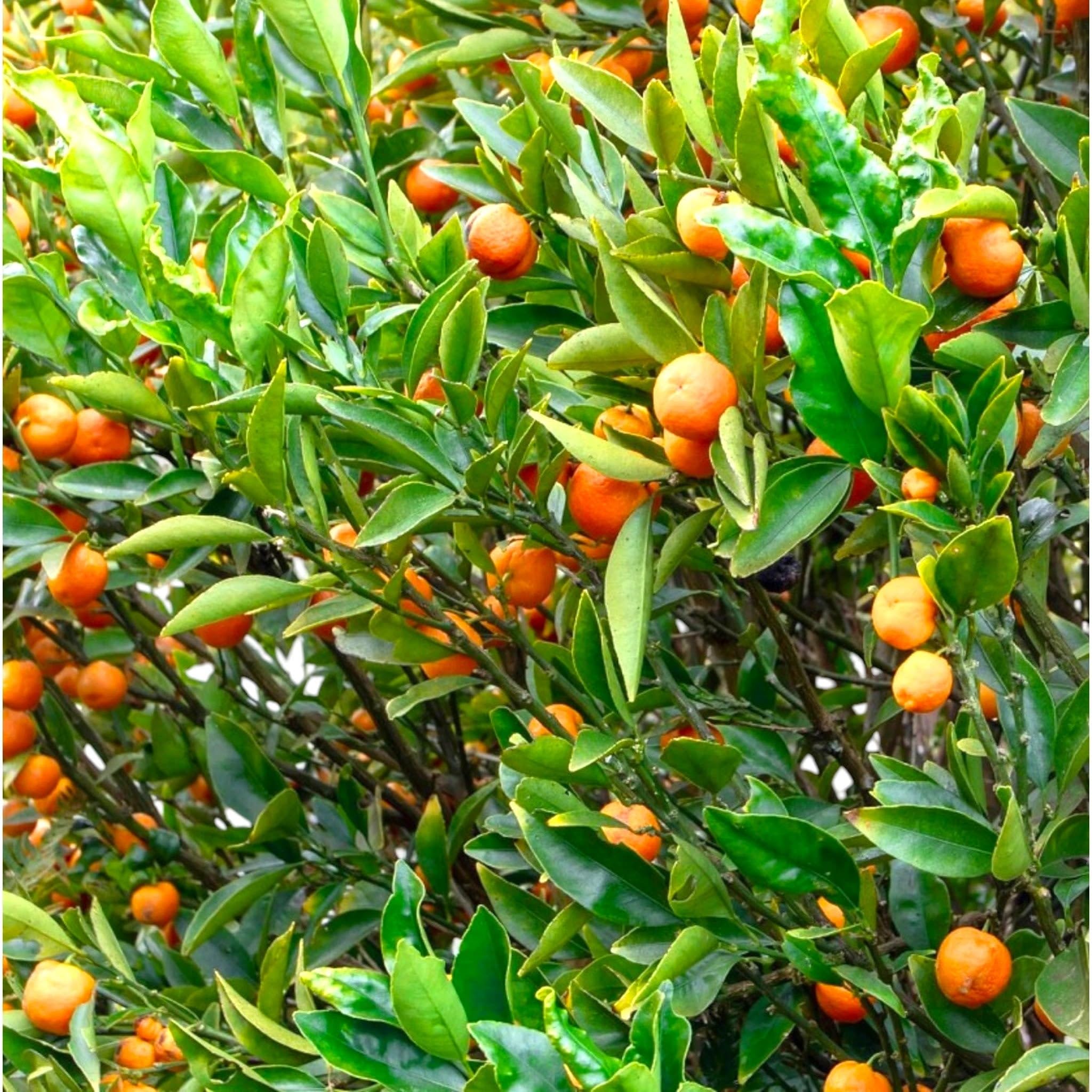 Kucle Citrus japonica × Fortunella, Pianta di Agrume da Frutto in Vaso, Alberello 70/80 cm, Vaso 22, Verde