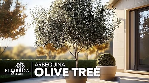 Vista 2 de Olivo Arbequina Maceta de 1 galón vivo Cultiva tus propias aceitunas en interiores