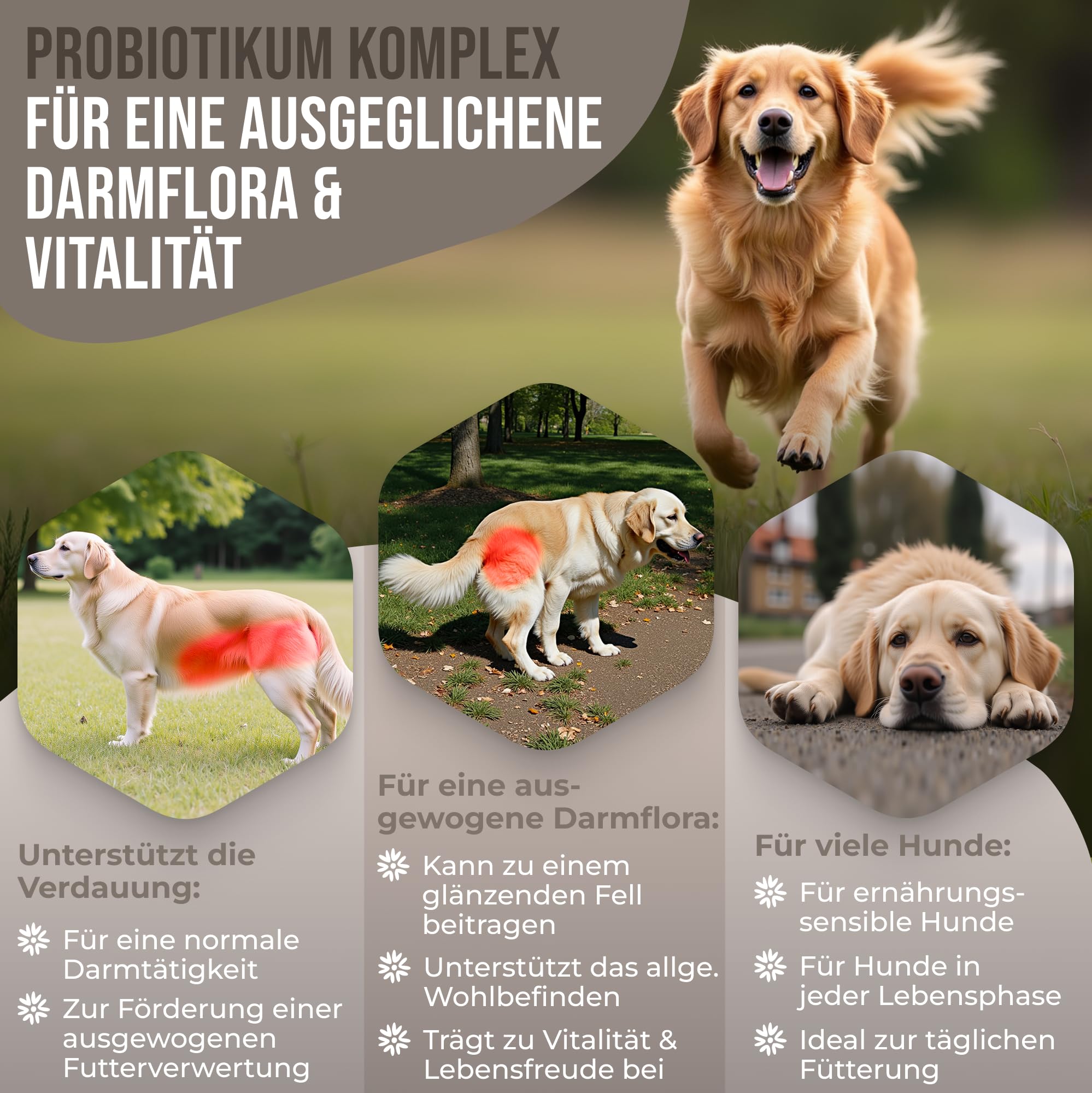 Probiotikum Komplex - Probiotika Darmkur Dia Tabs unterstützend bei Sodbrennen & Durchfall. Unterstützt das Immunsystem, die Verdauung, Darmflora & Darmsanierung bei Hunden. Made in Germany