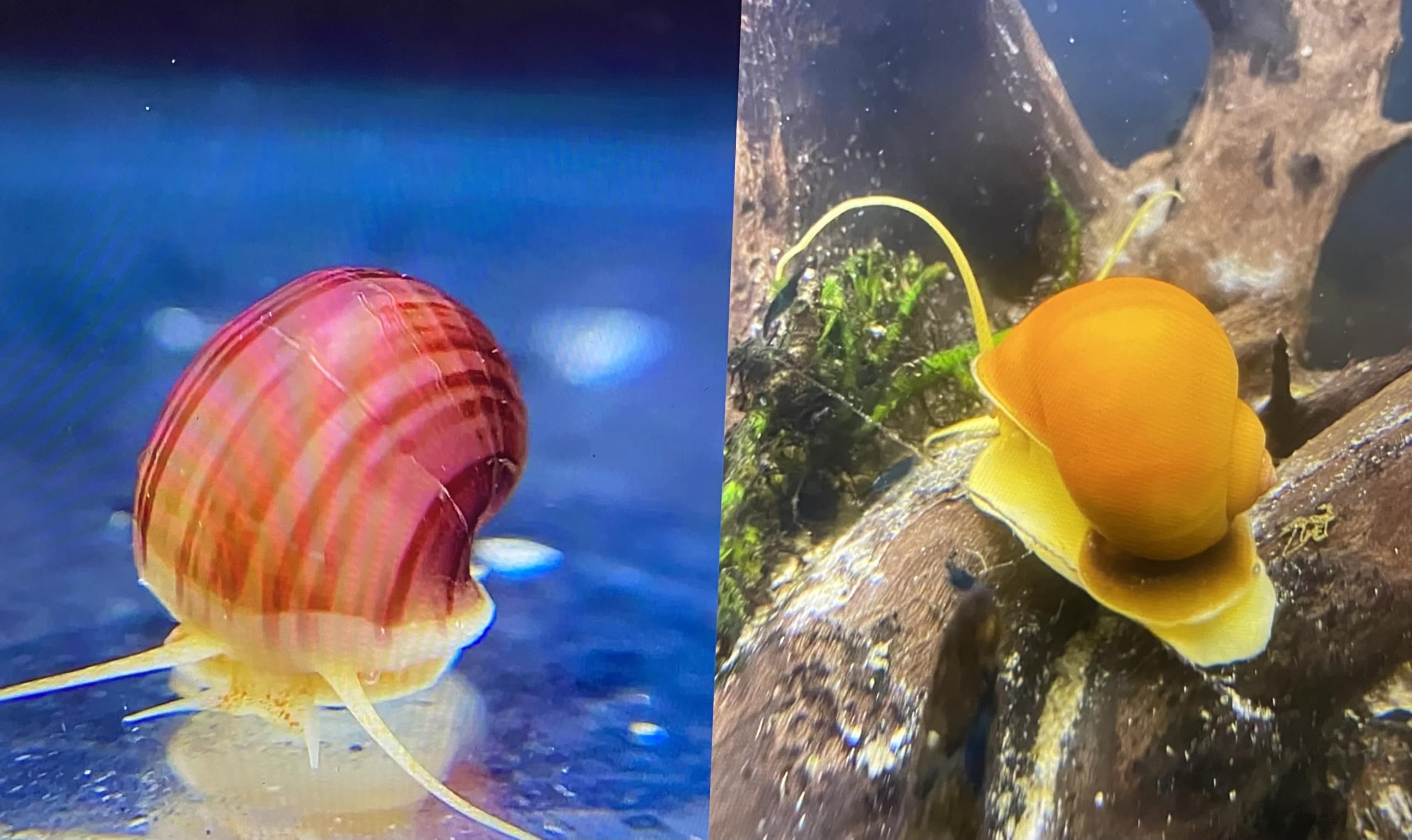 2 x Aquarium Snails Magenta Mystery & Golden Apple Freshwater Live