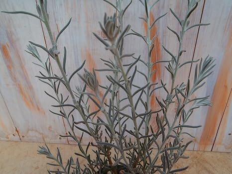 Amazon 寄せ植えアイテムの定番シルバーリーフ エレモフィラ ニベア 観葉植物 オンライン通販