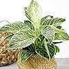 Product Photo 4
