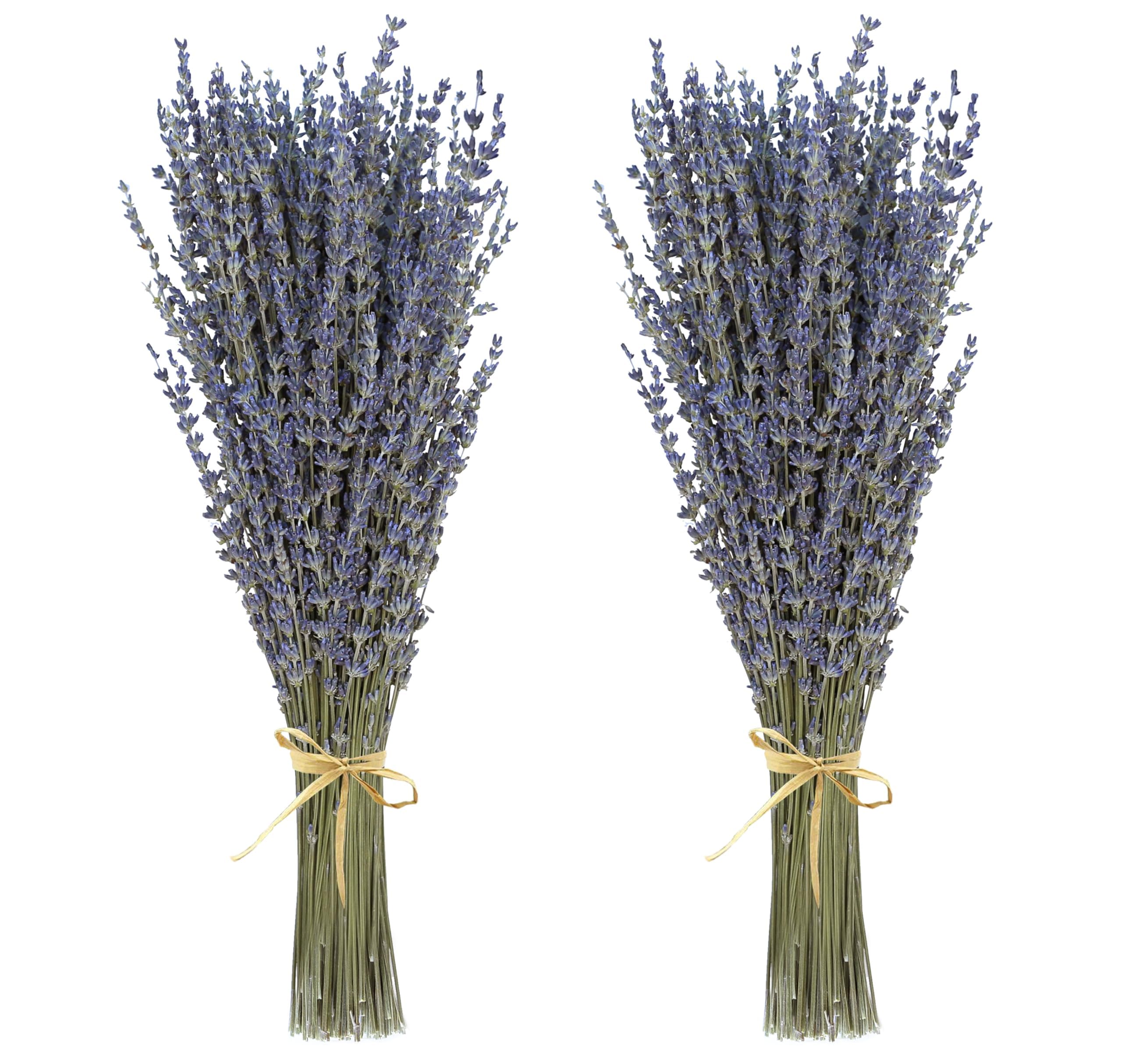 44cm Dried Lavender BundlesDried Lavender Flowers 260 Pcs with Sachet