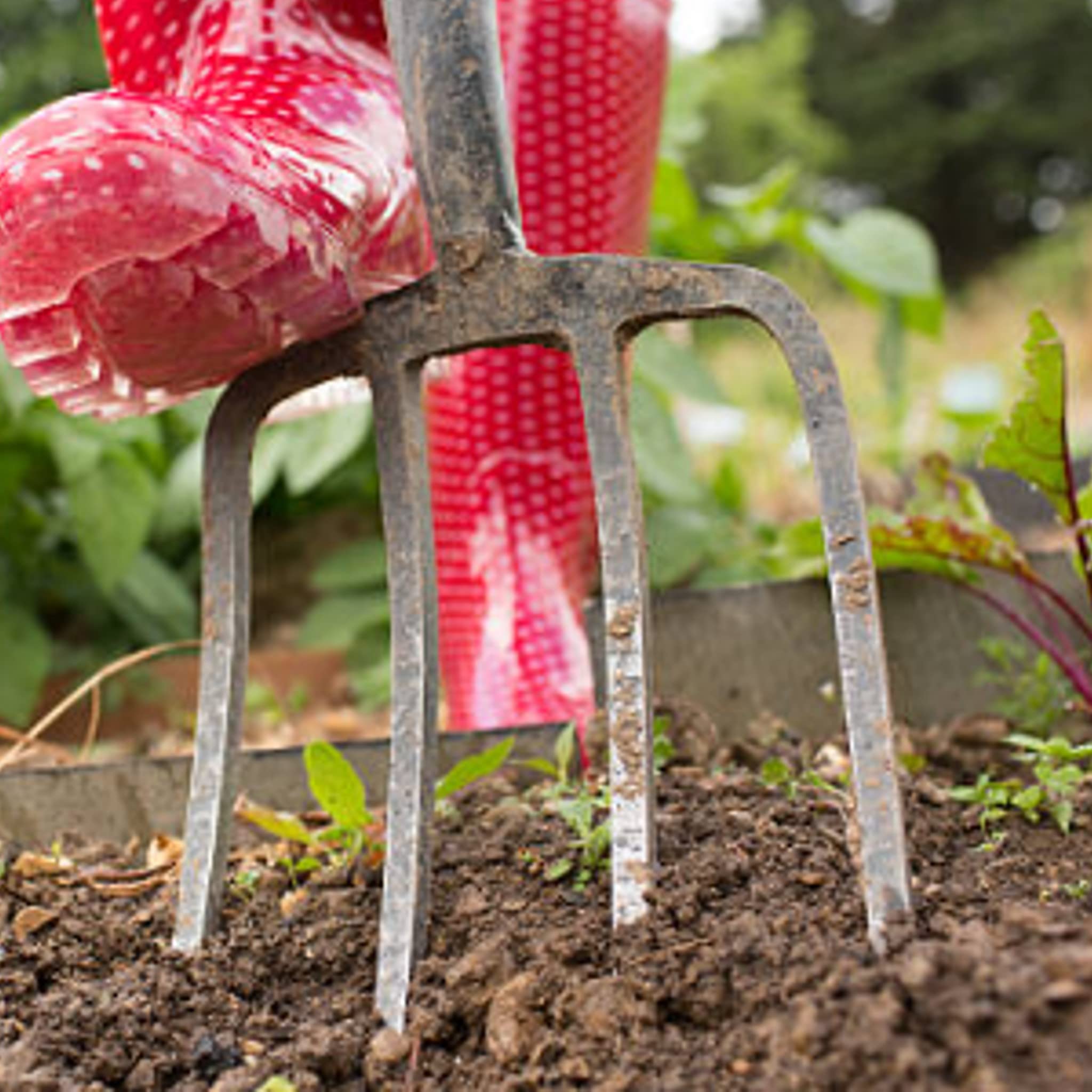 Bricoloco Horca jardin para huerto y agricultura metálica y pvc, 4 púas martilleadas. Para cavar, arar, remover paja, estiércol, maleza