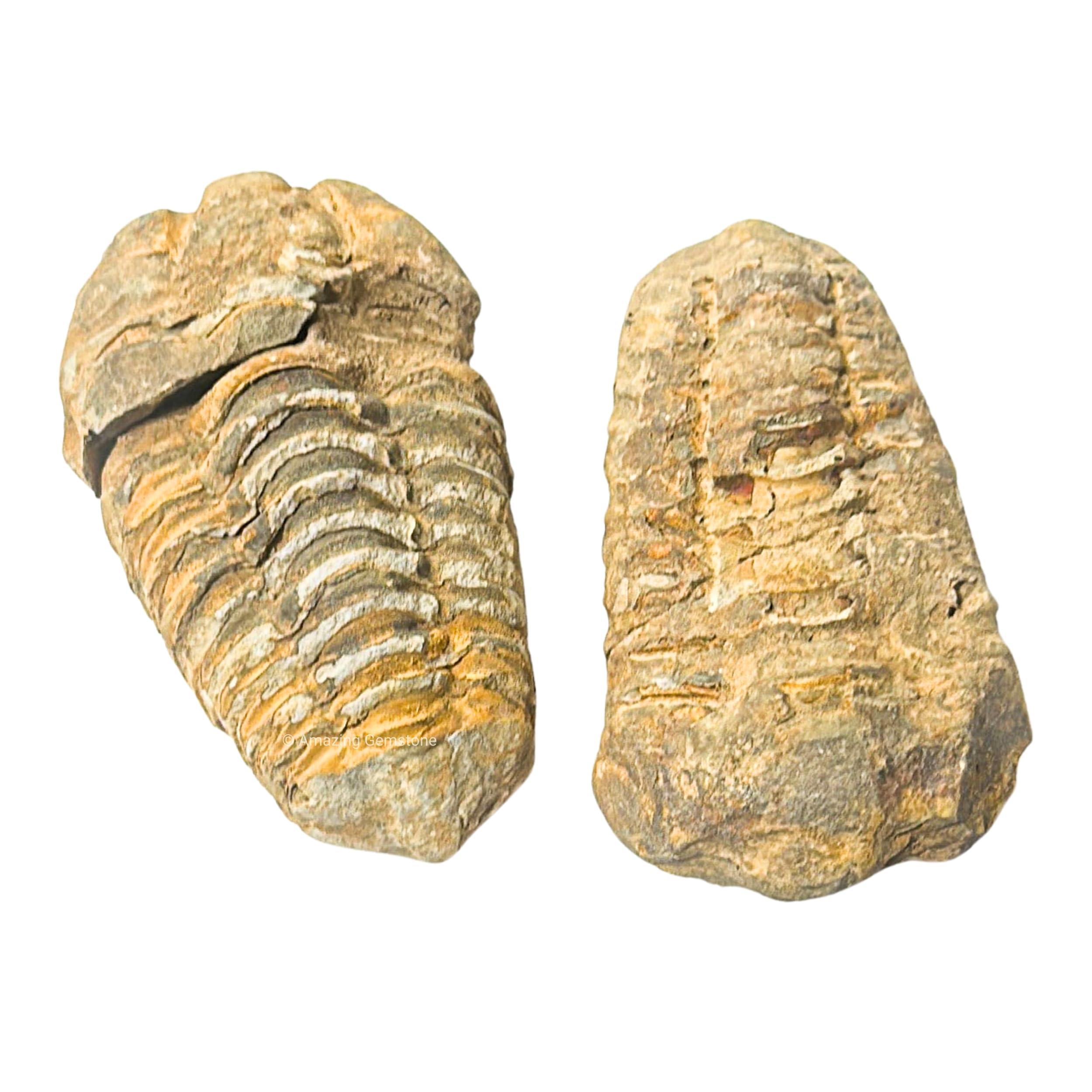 Trilobite Fossil - Trilobite fossili autentici da 3,8 cm dal Marocco, autentico esemplare di trilobite da collezionista di fossili – pezzo di trilobite antico di alta qualità da museo
