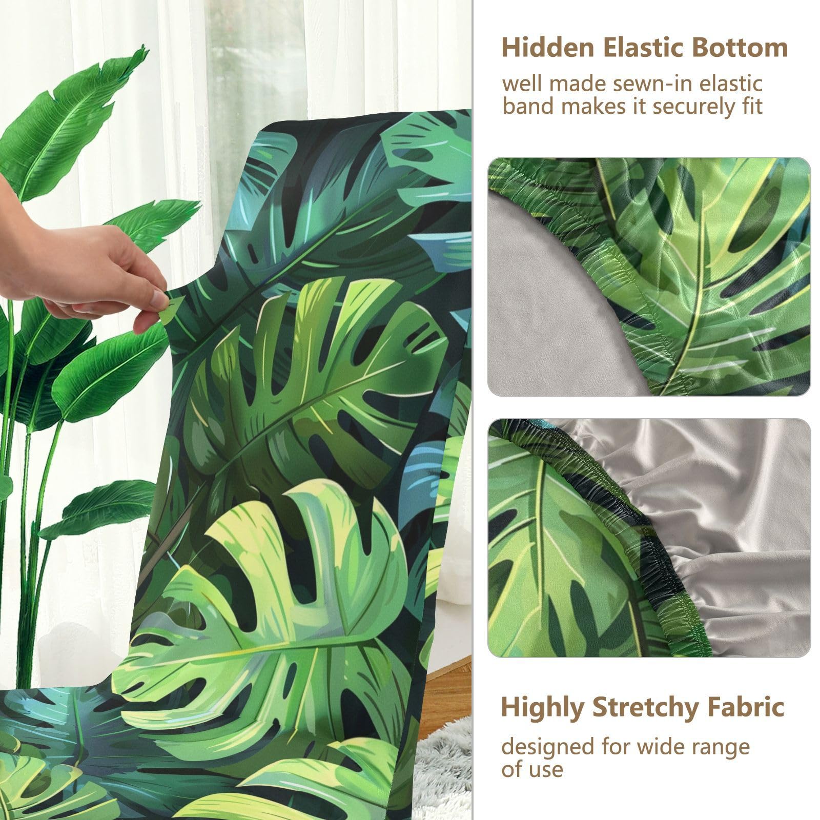 varigated rubber tree Variegated Rubber Tree 