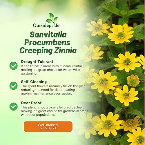 Miniatura 3 de Outsidepride Semillas de zinnia rastreras  4000 semillas anuales de flores para plantar al aire libre, fáciles de cultivar, tolerantes a la sequía,