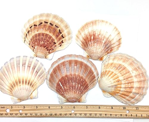 Vista 47 de Conchas marinas Pepperlonely, vieiras de diferentes tamaños