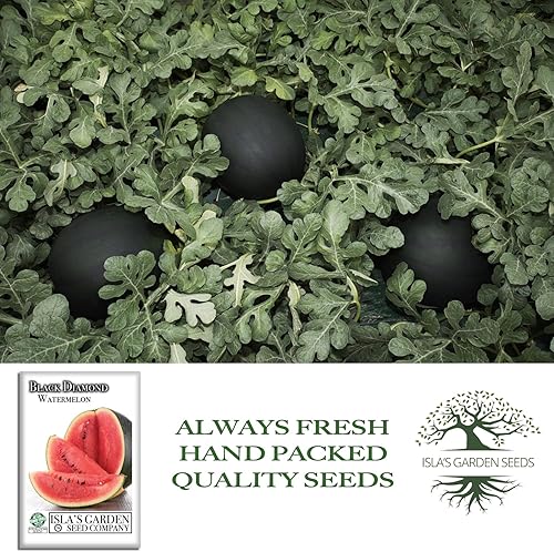 Miniatura 4 de Semillas de sandía "Black Diamond" para plantar, más de 50 semillas de reliquia por paquete, semillas de jardín de Isla (semillas de jardín de