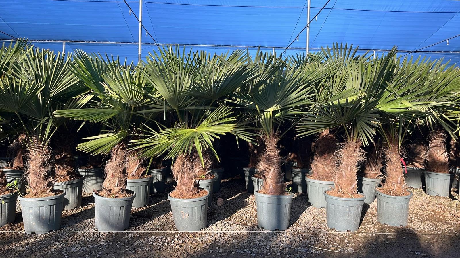 Trachycarpus Fortunei Palmier chinois éventail 140-160 cm pot Ø 33 cm résistant -18 °C