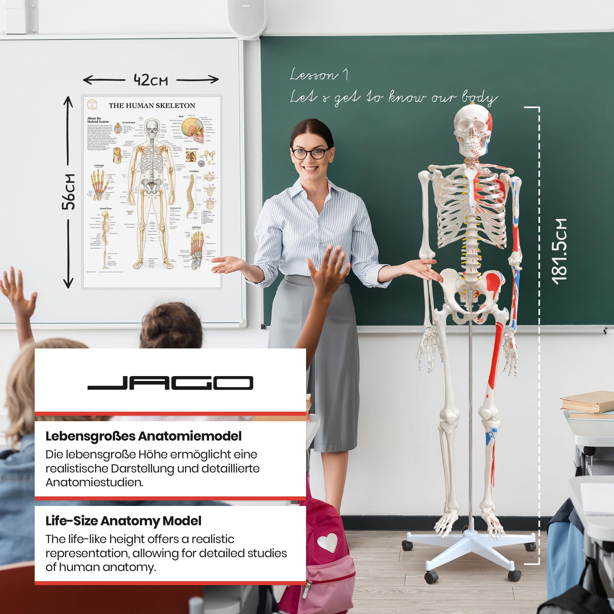 Jago® Anatomiczny szkielet – naturalnej wielkości, z plakatem, stojakiem, ruchomymi kończynami – szkielet ludzki, anatomiczny model ciała, do nauki medycyny, szkoły, kliniki, fizjoterapii