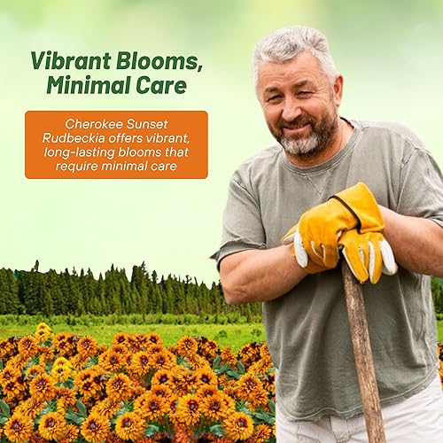 Miniatura 5 de Outsidepride Cherokee Sunset Rudbeckia Hirta Seeds  200 piezas de semillas perennes, a prueba de ciervos, semillas de flores para plantar al aire