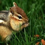 Chipmunk Sounds