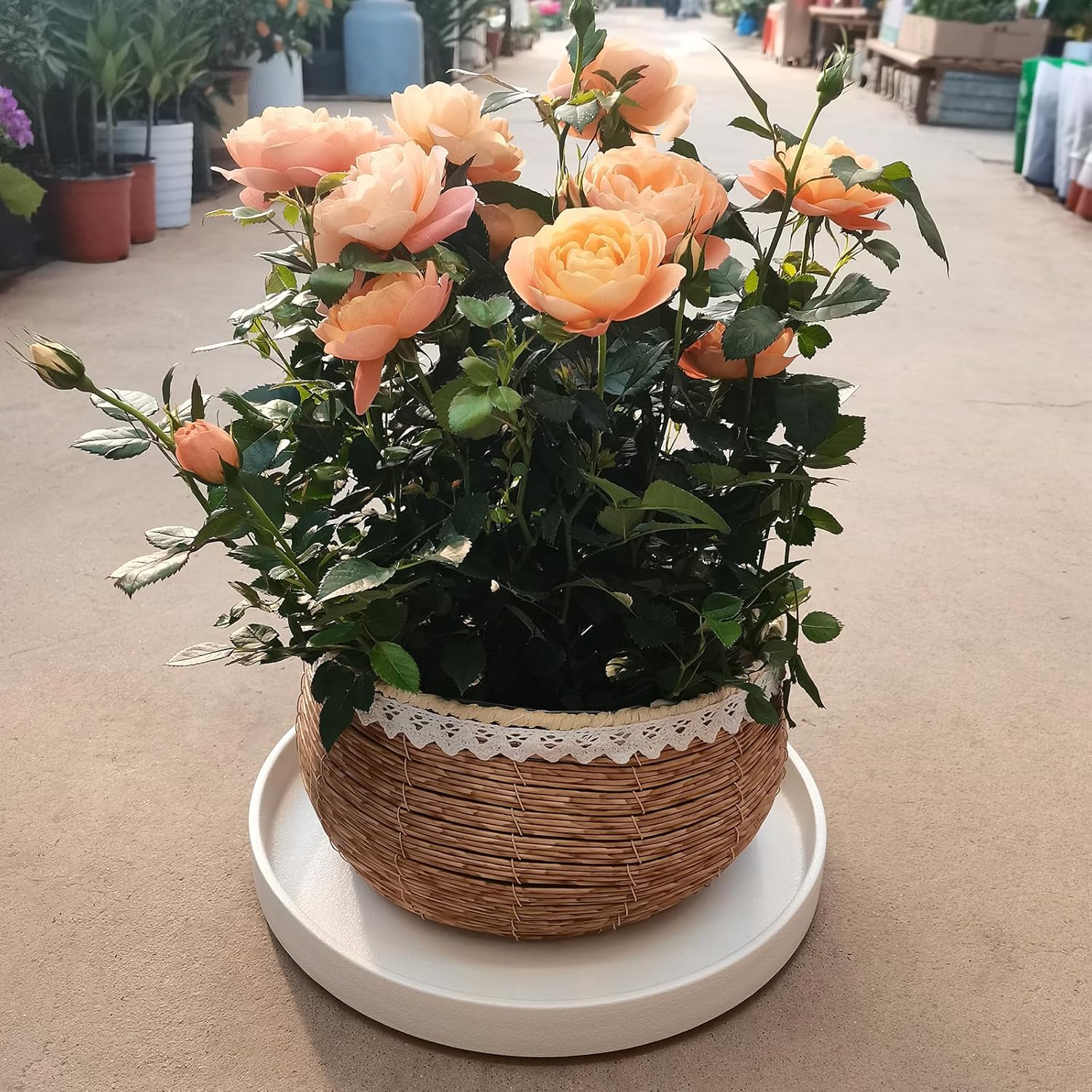 Frosted White Ceramic Pot Saucer - Drainage Tray for Indoor and Outdoor Flower Plant Pots and Planters, 12 Inch