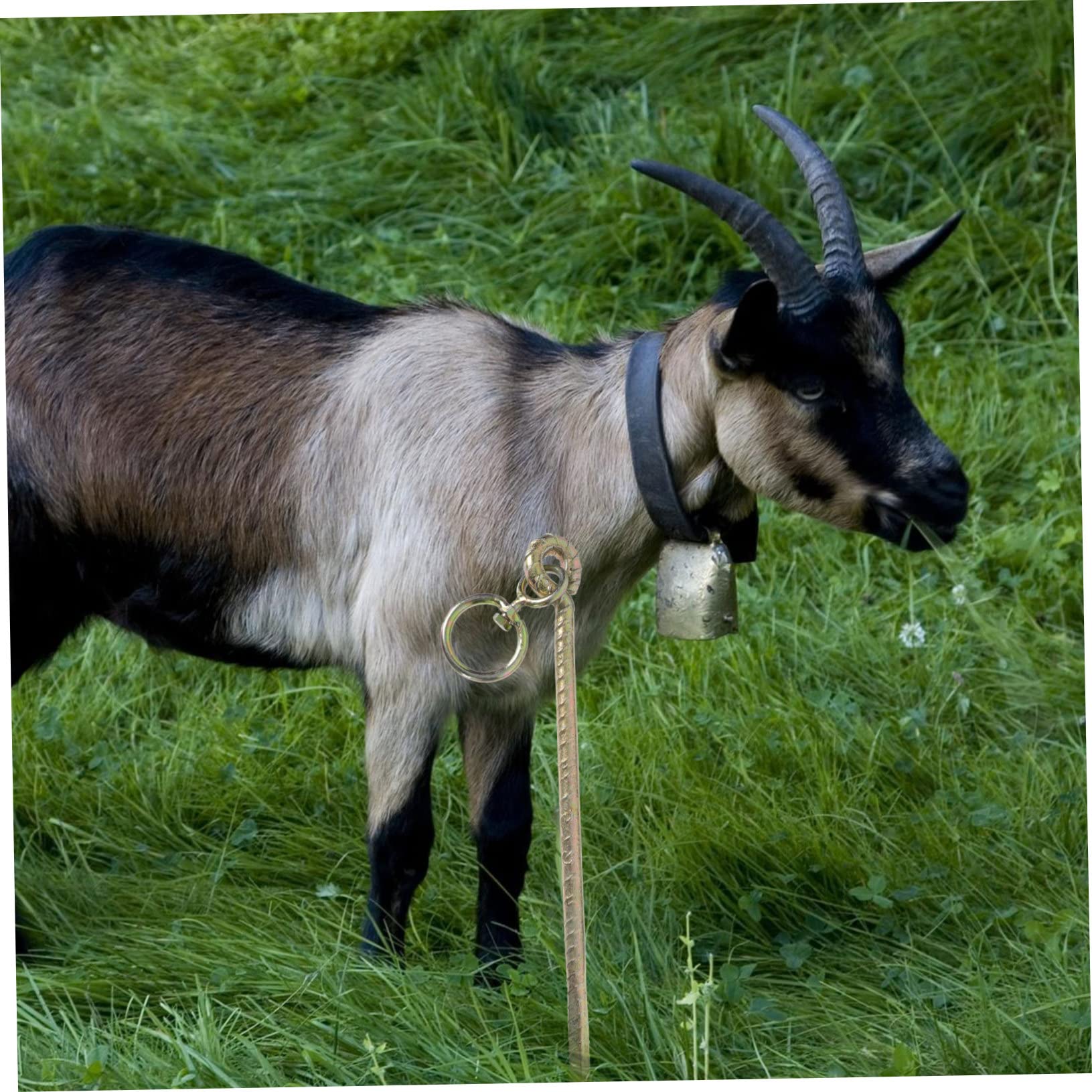 Clavo para Ganado, Ovejas y Caballos de Hierro Dorado Diseño de Anillo, Estaca de Fijación para Carpas y Camping al Aire Libre, Resistente y Fácil de Transportar