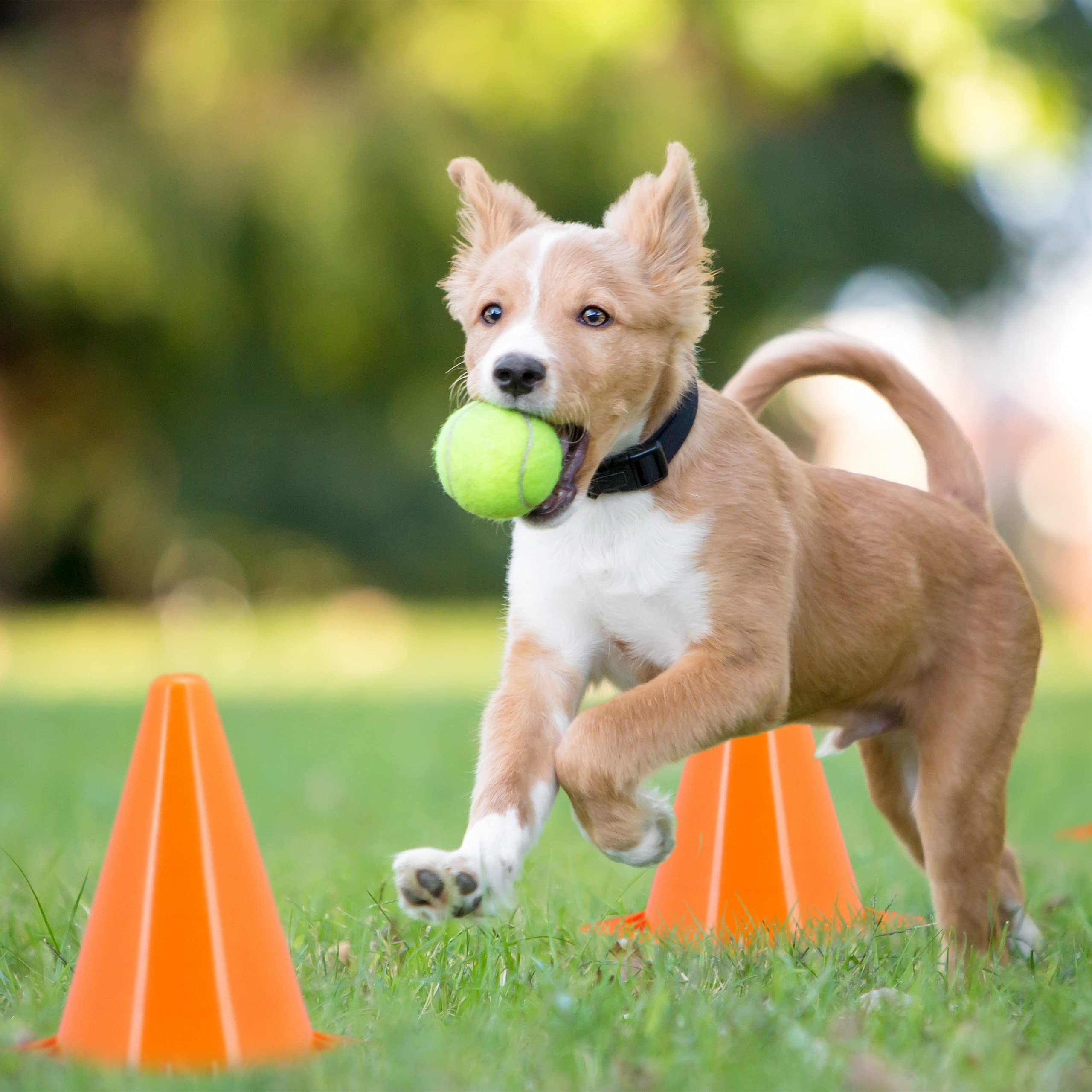 relaxdays Cône de signalisation en Lot de 20, plots, pour Enfant, 18 cm, entraînement, Football, Sport canin, Orange