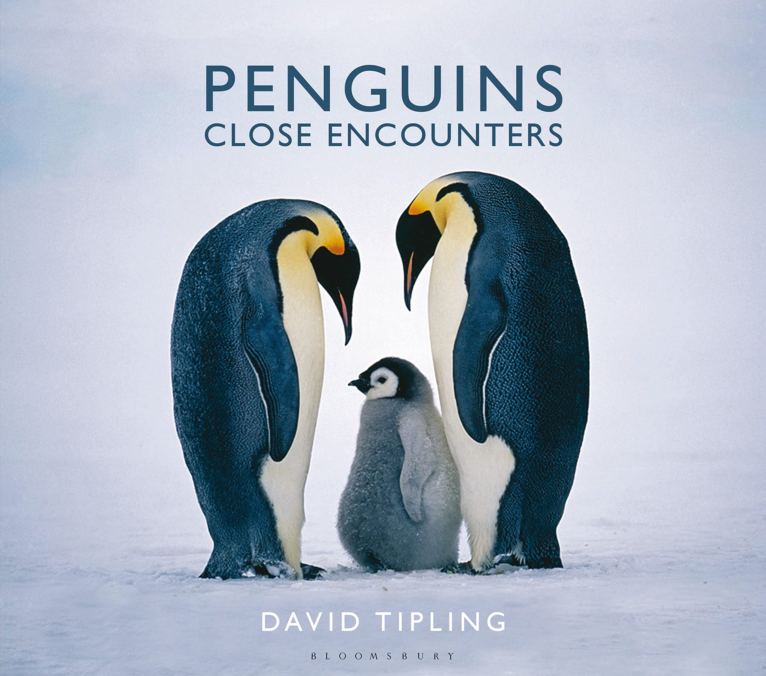 Penguins: Close Encounters