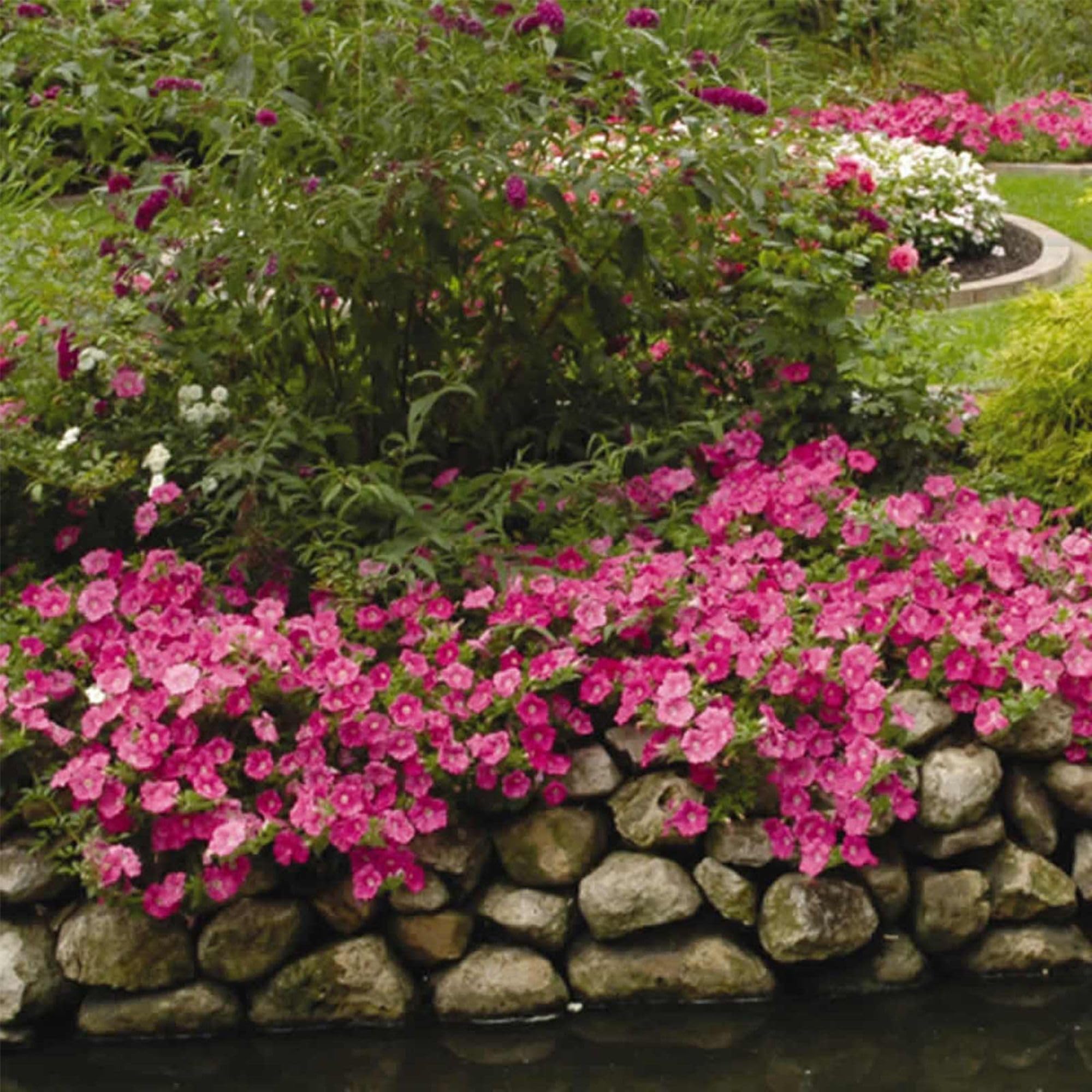 Easy Wave Series Petunia Pink Mix Seeds