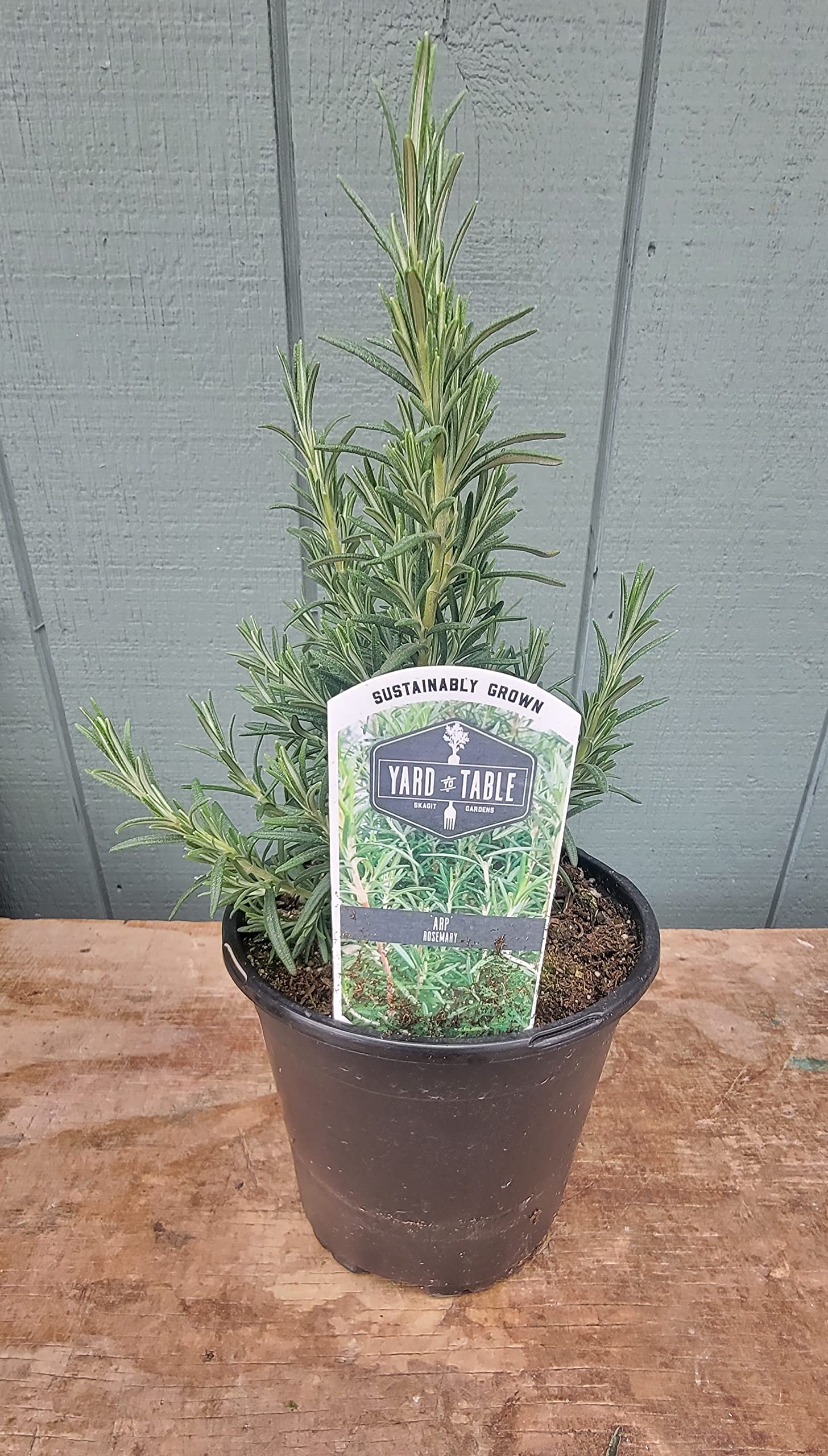 Amazon.com : L+ Rosemary ARP Live Plant, 6-Inch, Fragrant Herb and
