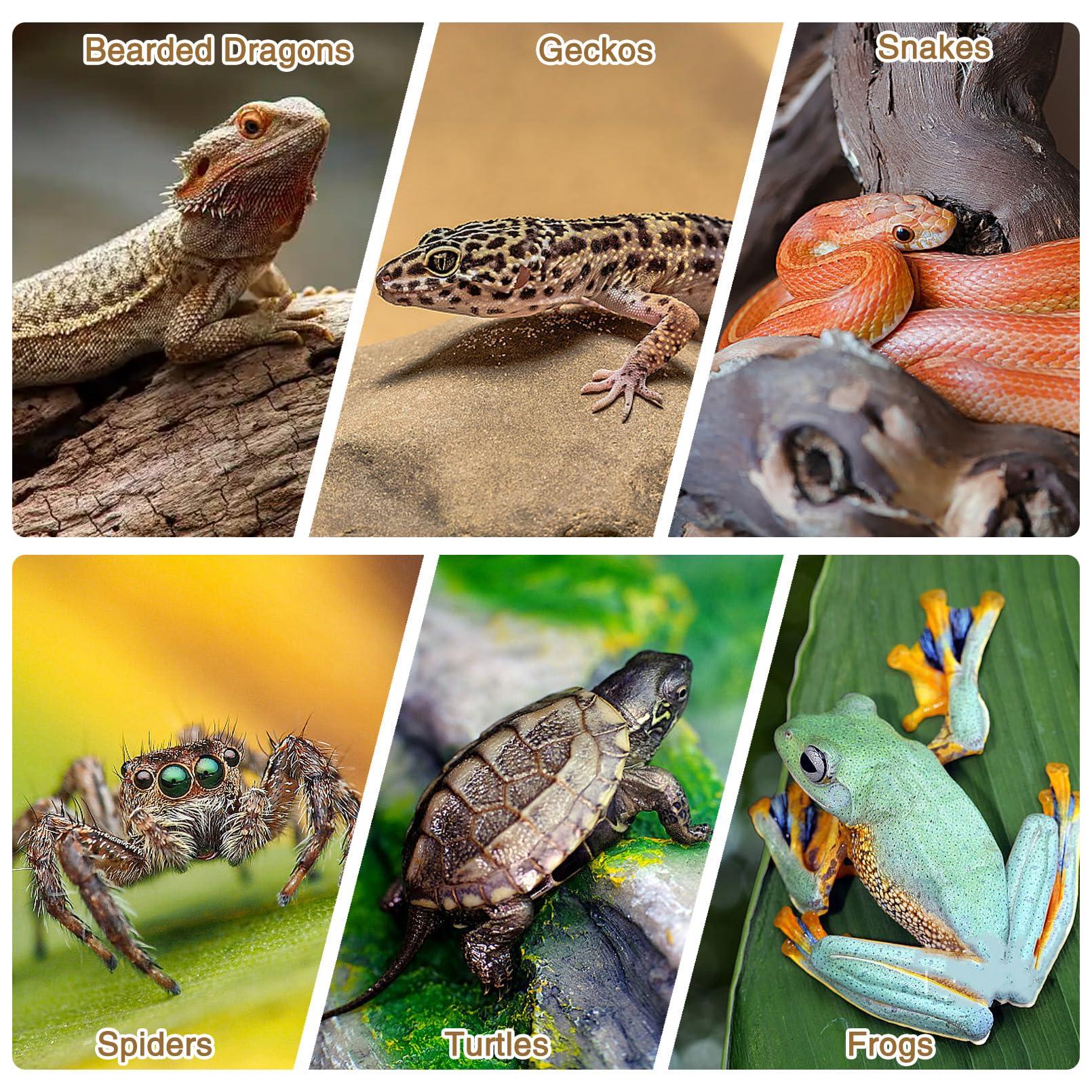 Fhiny Fondo de corteza de corcho natural 29,5 x 19,5 cm para reptiles, dragón barbudo, telón de fondo de terrario, decoración de pared para tortuga, geco, lagarto, serpiente, araña y rana, 6 piezas