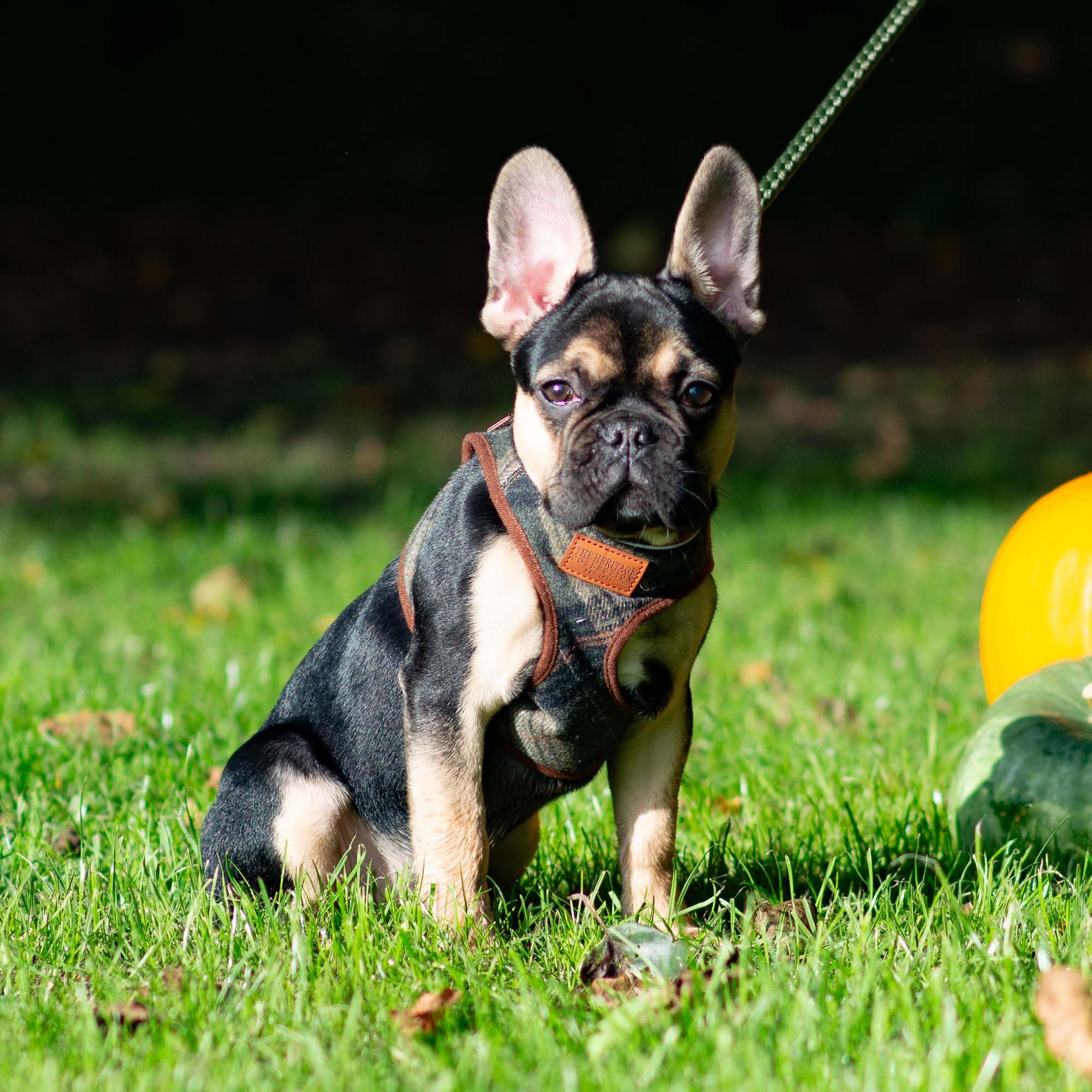 Ancol Step In Dog Harness Country Check - Comfortable Pet Puppy Accessory with Reflective Band & Snap Buckle - XS - Image 2