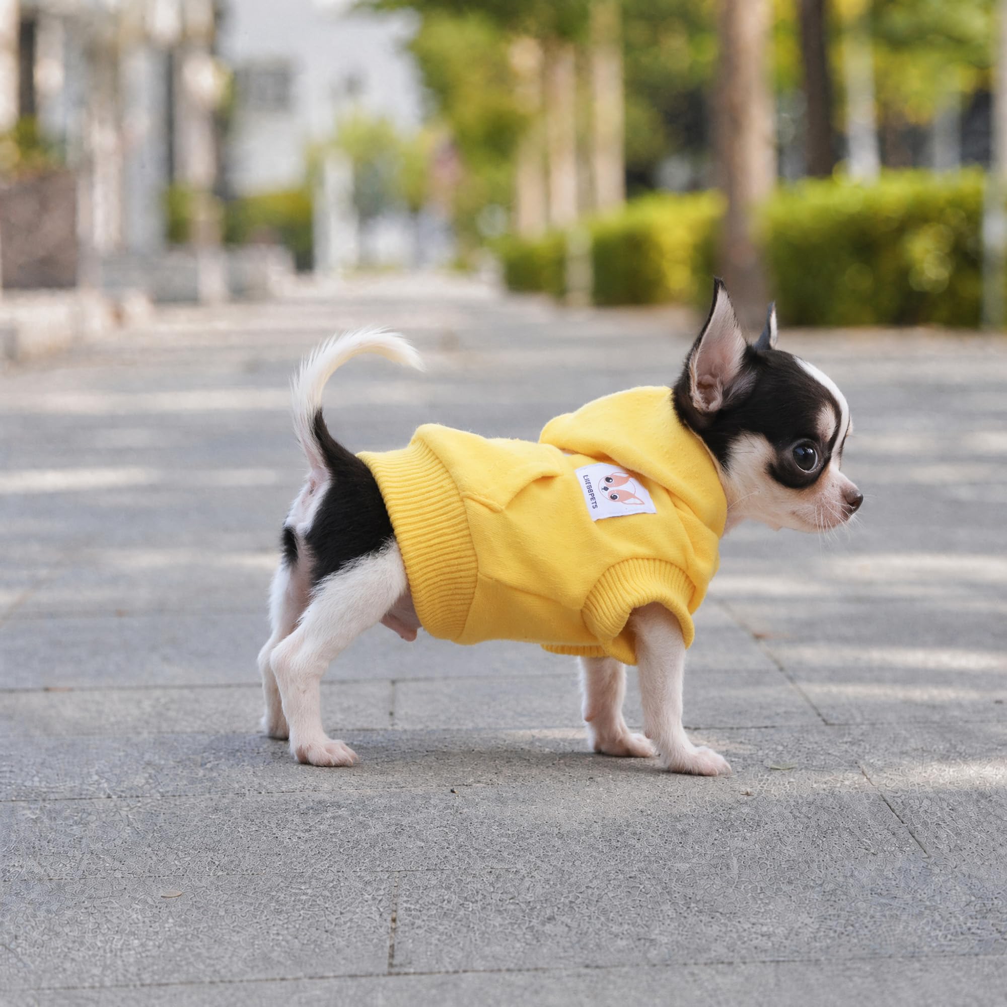 LOPHIPETS - Sudaderas con Capucha de algodón para Perros pequeños, Chihuahua, Ropa para Cachorros, Abrigo para Clima frío, Amarillo/XS