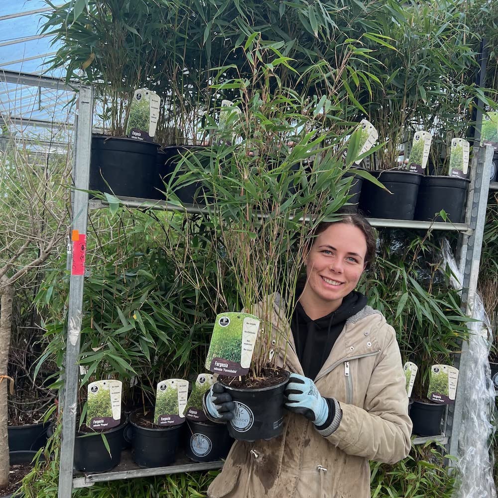 Charellagardens - Bamboo Fargesia Robusta Formidable 50/60cm 2 Litre Pot