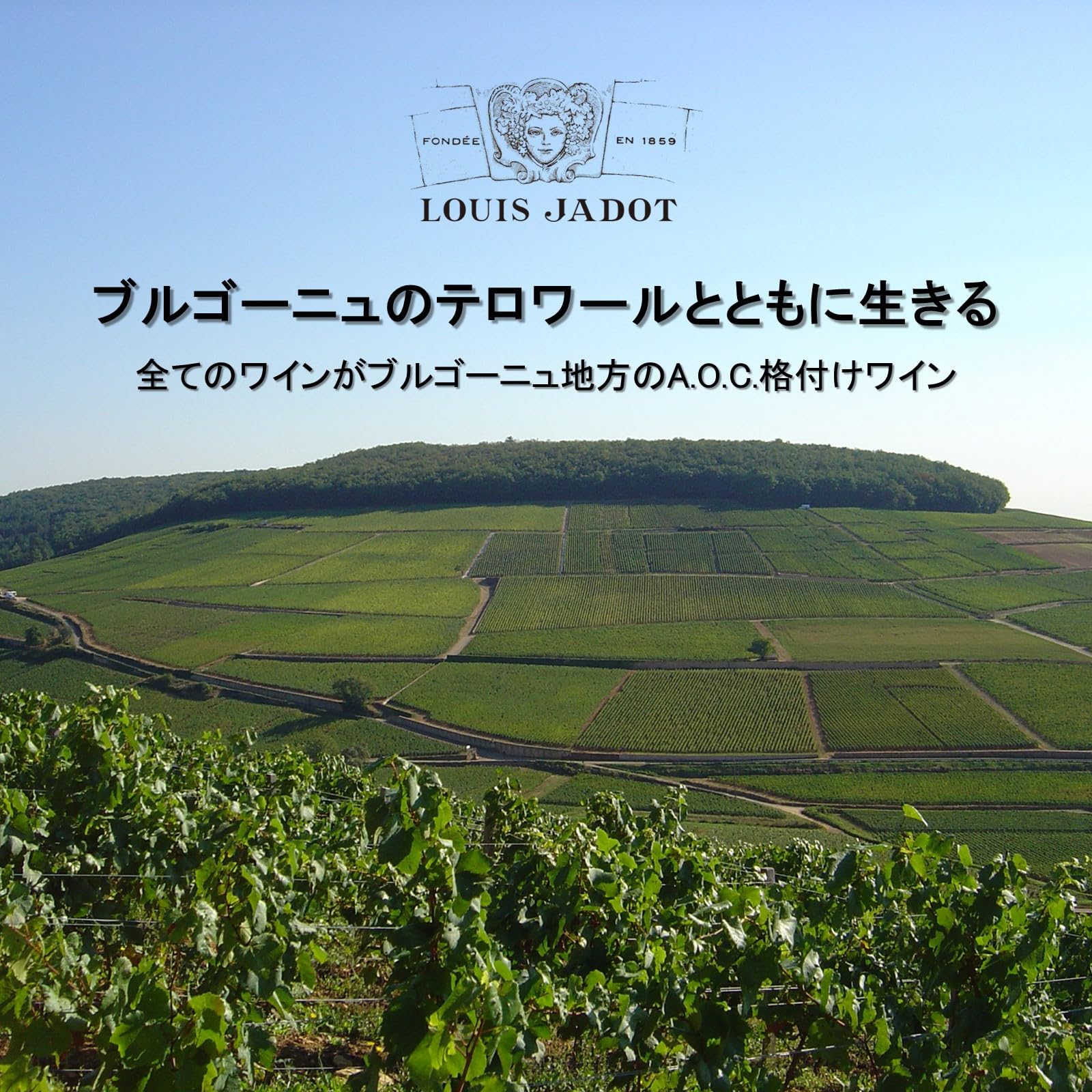 Amazon.co.jp: ブルゴーニュ名門ワイナリー「ルイ・ジャド
