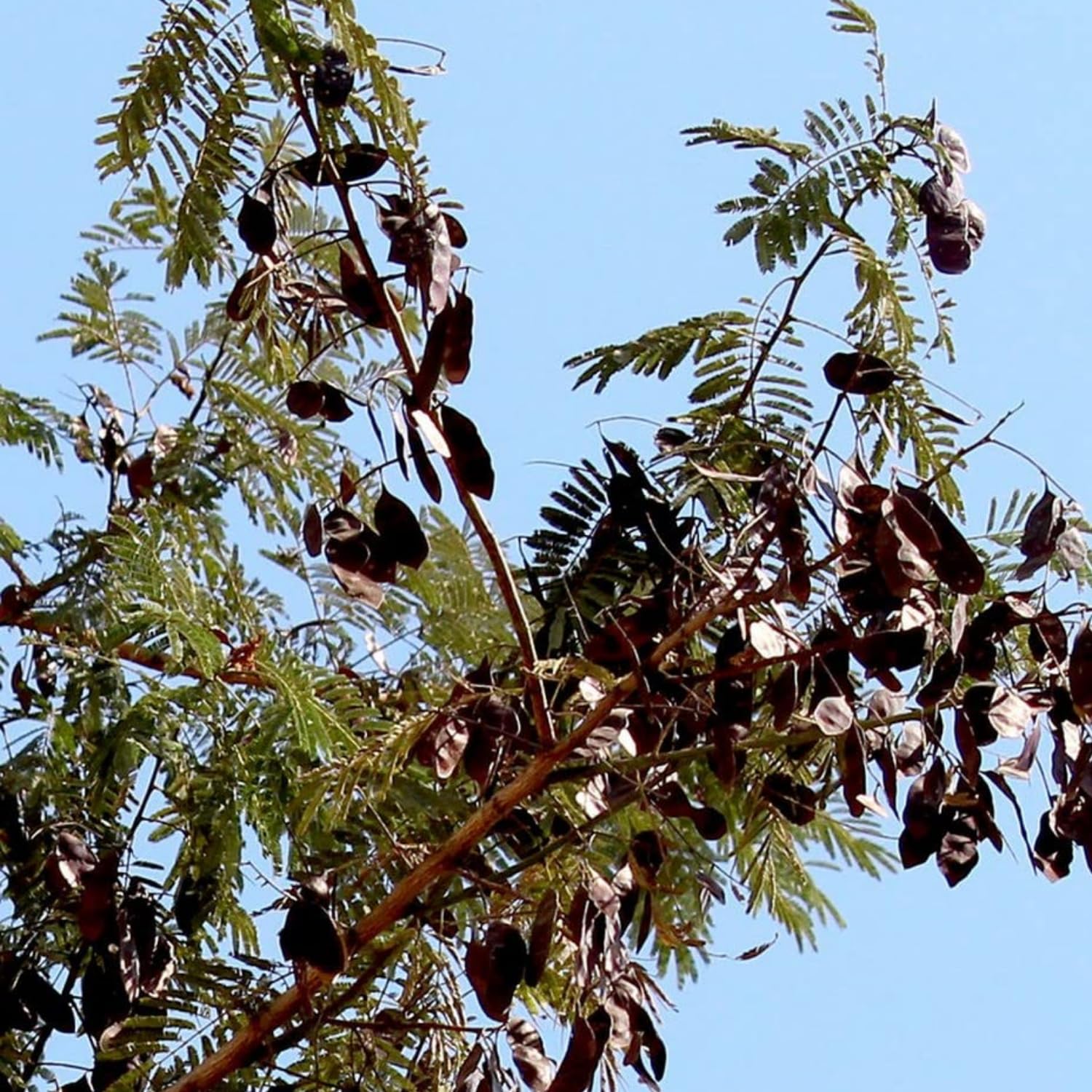 Hug A Plant | Karingali, Cutch Tree, Black Catechu, Black Cutch (Acacia Catechu) Medicinal Live Plant (Home & Garden) (B0CQFV3LDJ) Amazon Price History, Amazon Price Tracker