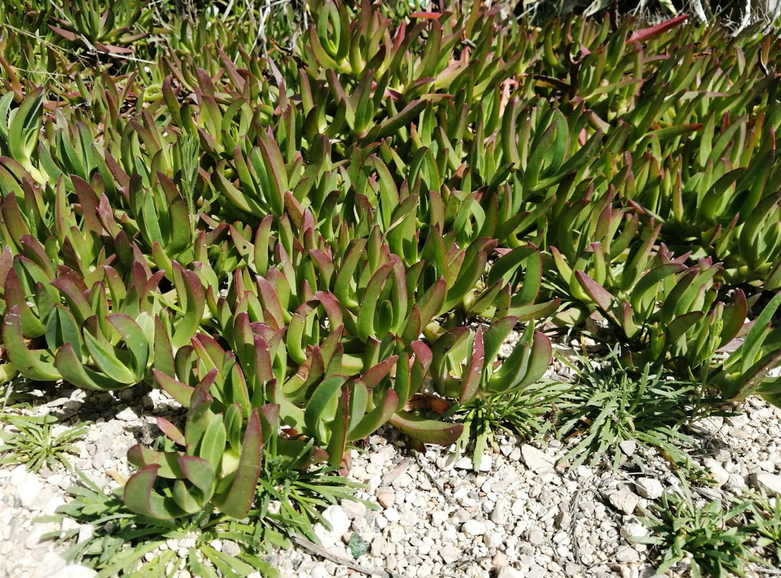 Carpobrotus edilus, Griffe de sorcire, Figuier des Hottentots, 2pcs PLANTE  avec RACINE - fleurs roses et jaunes : Amazon.fr: Jardin
