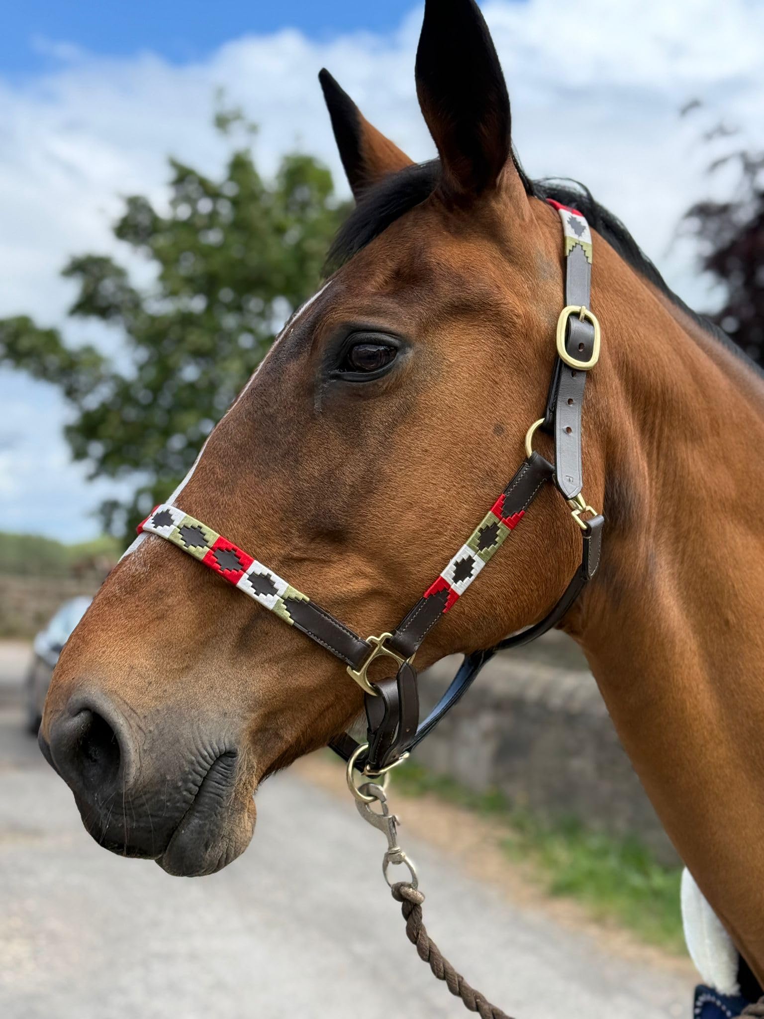 Argentina Polo Leather Horse Headcollar Halter, Embroidered, Brown/Red/White/Green (Extra Full)
