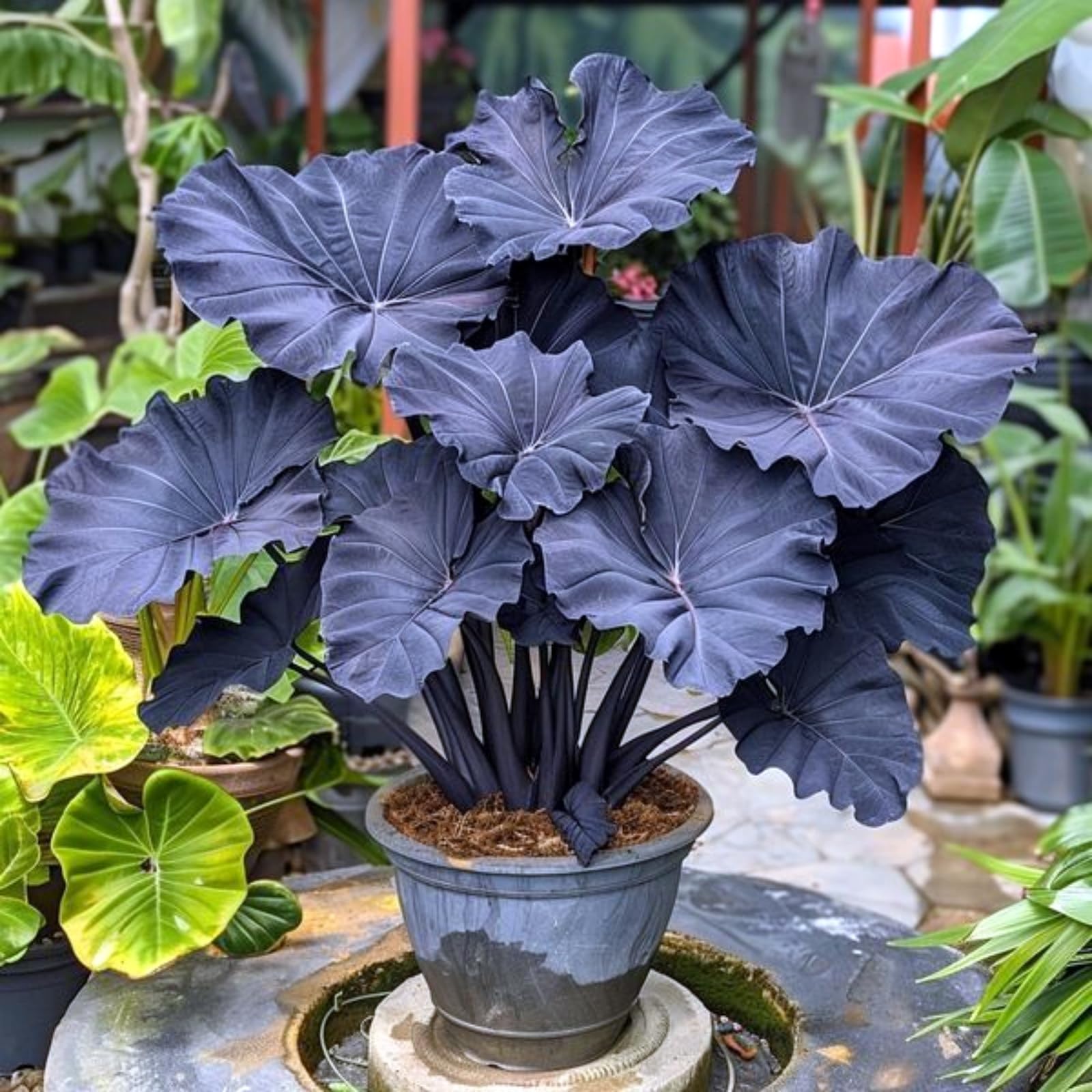 Elephant Ear Bulbs for Planting, Hardy Perennial, Excellent Display, Mix Greening Flower, Natural Organic, Wedding, Balcony Garden-5 Bulbs-C