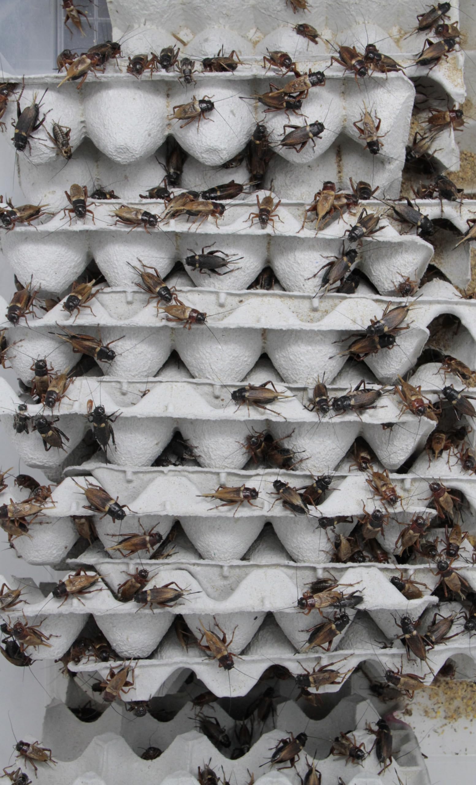 Amazon | (生き餌)フタホシコオロギ(チャコオロギ) Lサイズ 羽あり×100