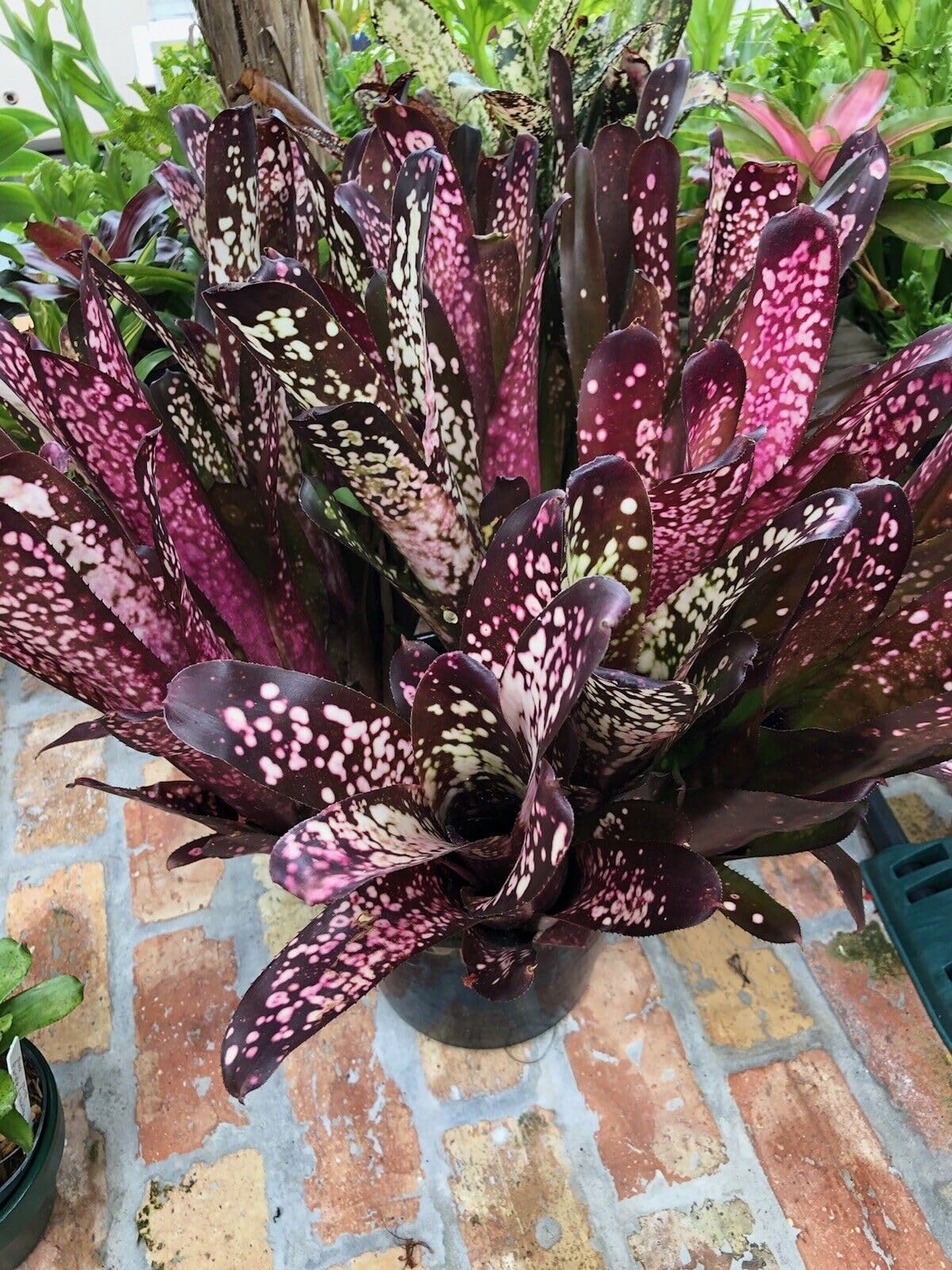 Buy Green Petals Orchads Bromeliad Billbergia Groovy Exotic