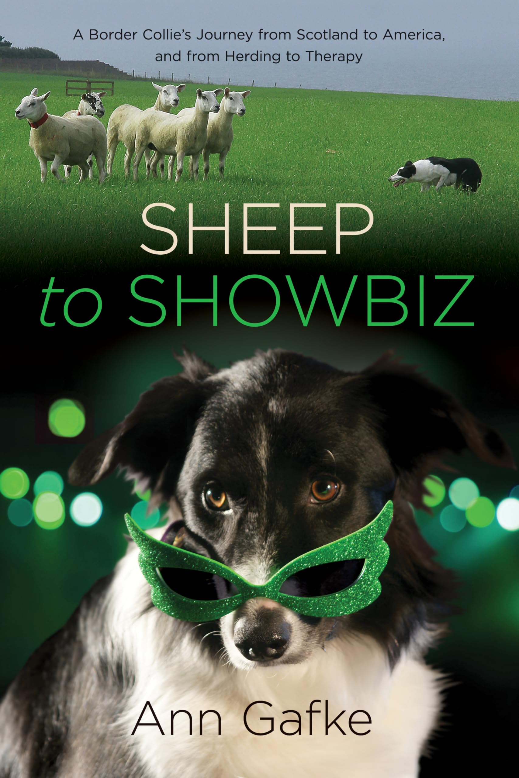 Sheep to Showbiz: A Border Collie's Journey from Scotland to America, and from Herding to Therapy