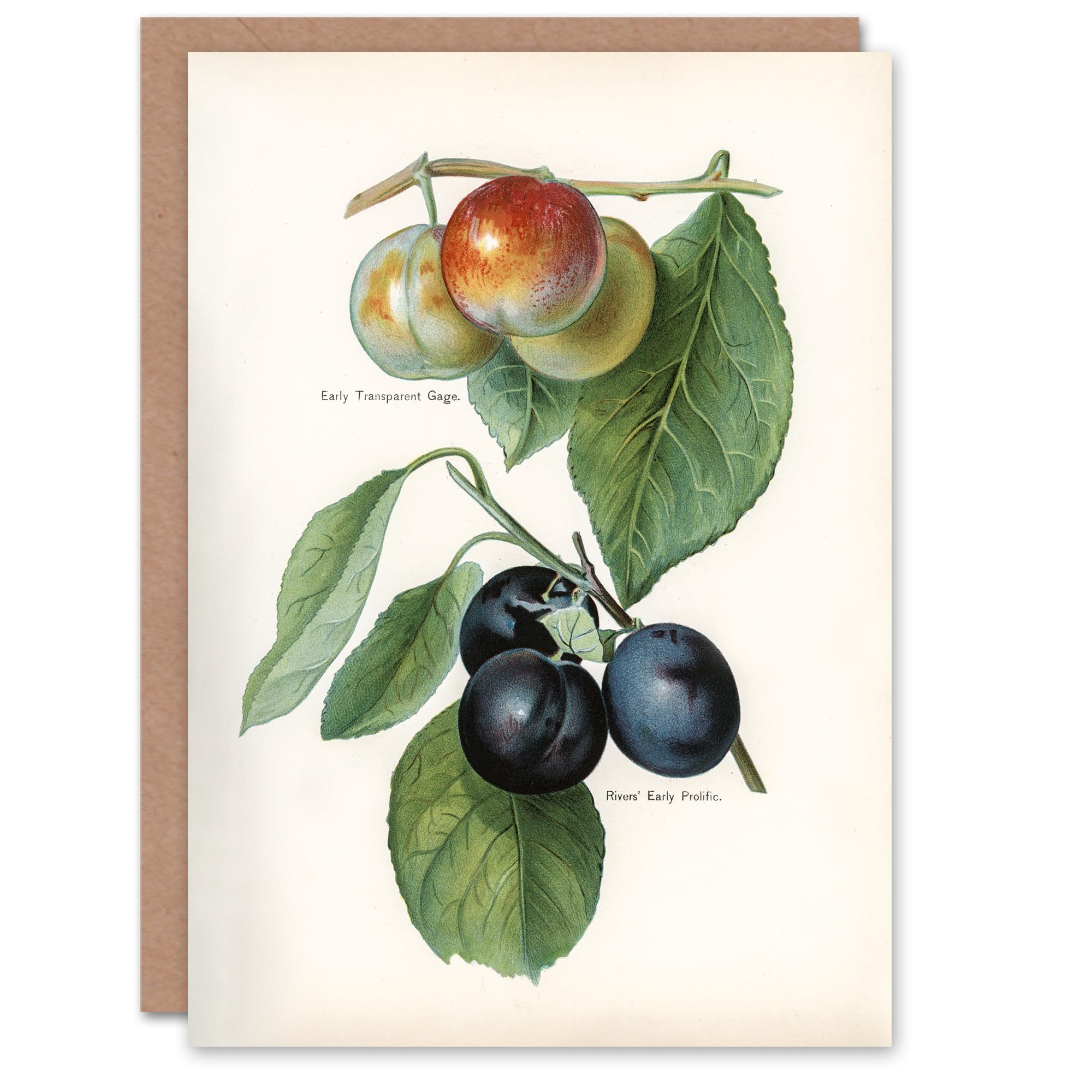 Artery8 John Wright Art Card Vintage Illustration of Two Plum Varieties
