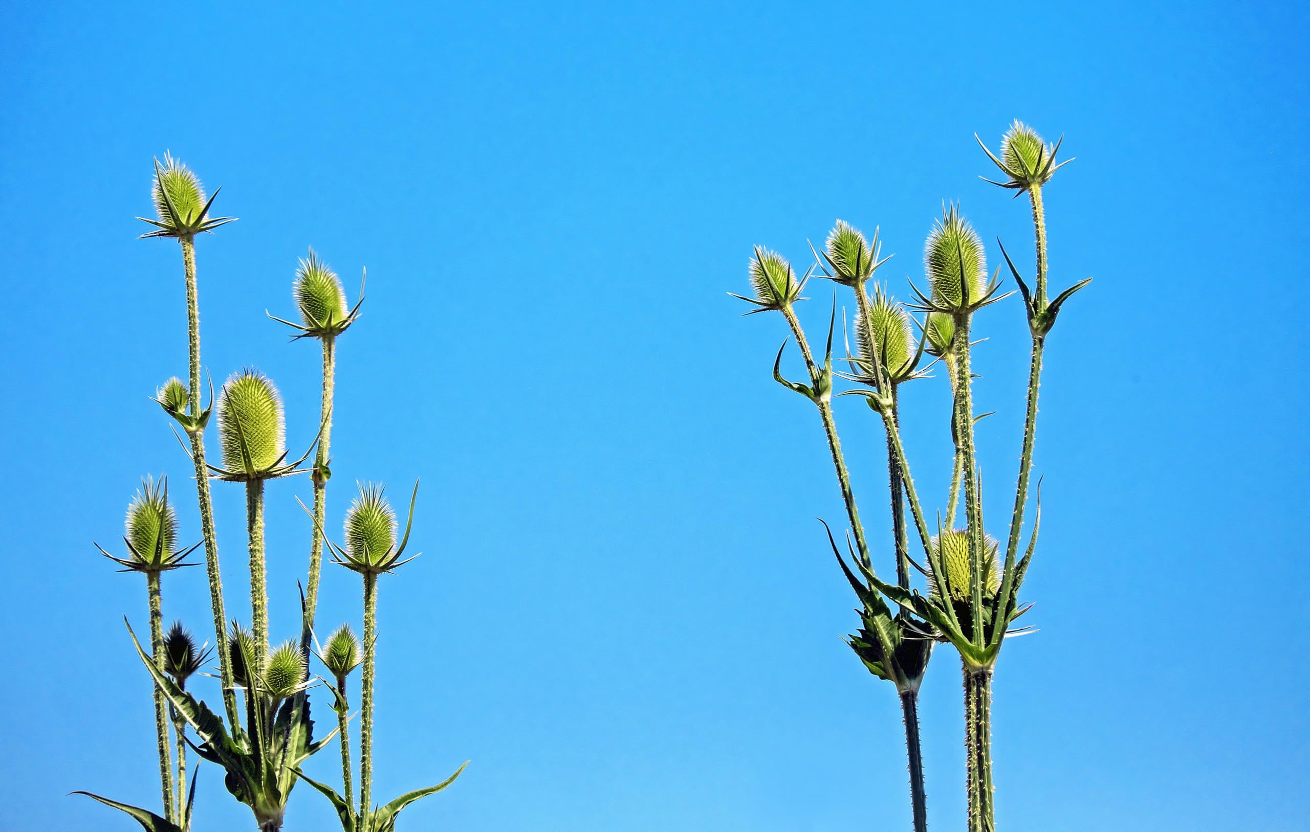 Wilde Karde (Dipsacus fullonum) Samen. Heilpflanze, z.B bei Borreliose. (10000 Samen = 29,0g)
