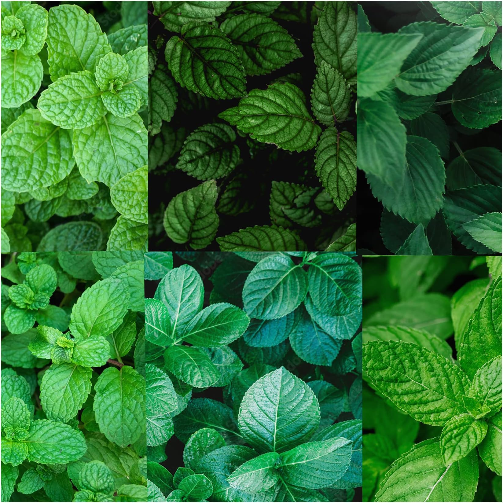 Collection of 6 Mint Plug Plants. Fantastic Collection of Some of Our Favourite Varieties. Choose from Fantastic selections of Well Established herb Plants Herb Garden Grow Your own