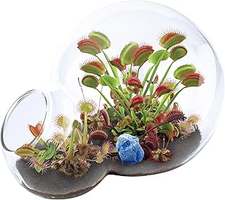 Grow Your Own Venus Fly Trap - Complete Kids Terrarium Kit to Sprout Fly Trap and Sundew Plants - Includes Everything Needed for The Plants to Thrive