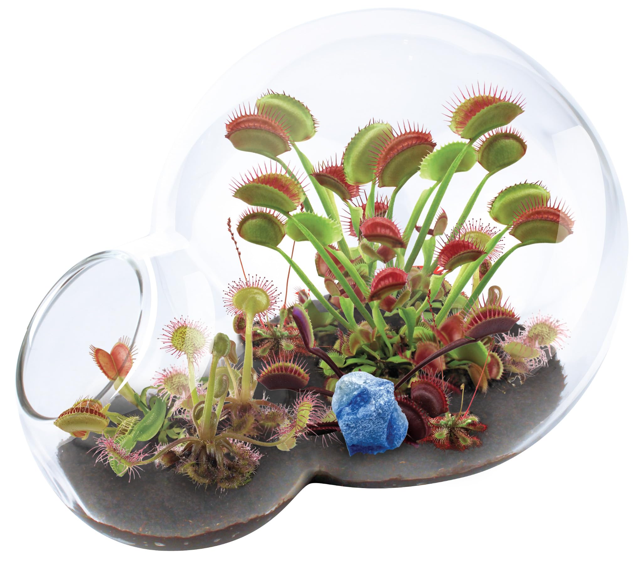 Grow Your Own Venus Fly Trap - Complete Kids Terrarium Kit to Sprout Fly Trap and Sundew Plants - Includes Everything Needed for The Plants to Thrive…