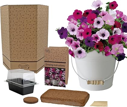 Pronto Seed Petunia Flower Growing Kit with Cream Bucket | Thoughtful gardening gift for women. Lovely Christmas or birthday present idea with decorative planter.