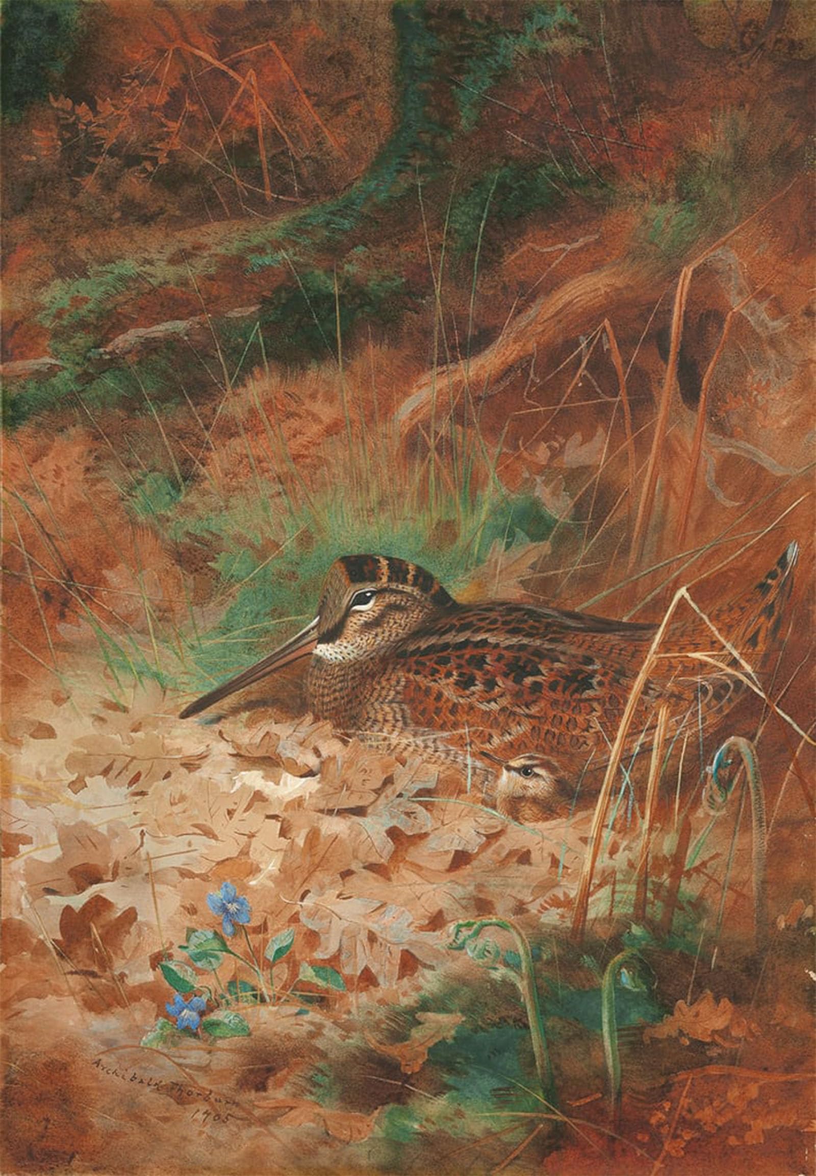 Cuadro lienzo becada y pollito Archibald Thorburn pintura 60x90 5