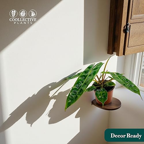 Miniatura 3 de Philodendron Billietiae Croat  Planta viva en una maceta de cultivo de 2 o 4 pulgadas, planta de interior viva en interiores, fácil de cultivar,