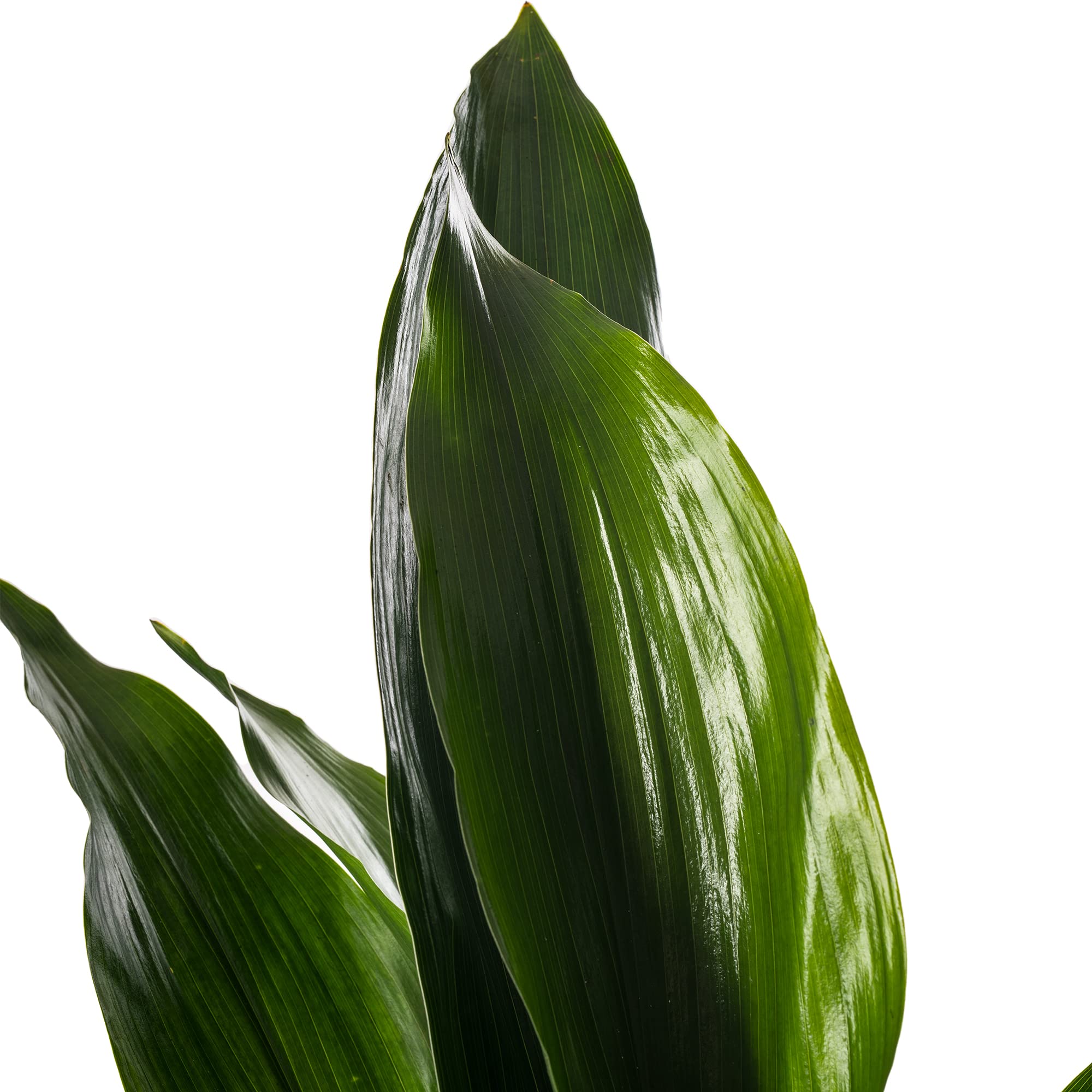 Gusseisenpflanze Aspidistra Elatior Zimmerpflanzen Immergrün Groß Exotisch