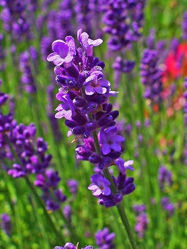 Miniatura 6 de Planta de lavanda inglesa Hierbas no transgénicas para plantar
