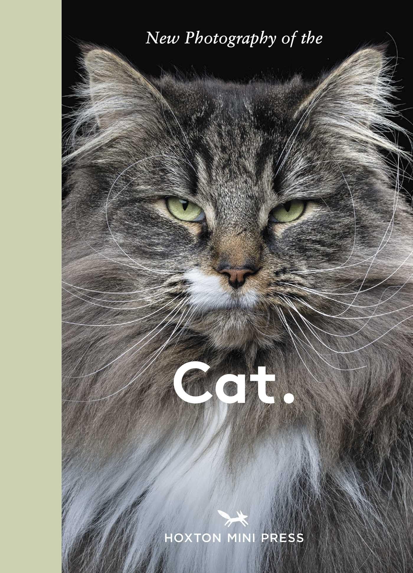 New Photography of the Cat.: The best new photography of cats.