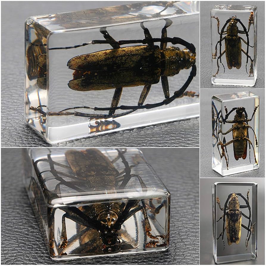 Amazon.co.jp: カミキリムシの埋め込み標本 - 教育リソース昆虫