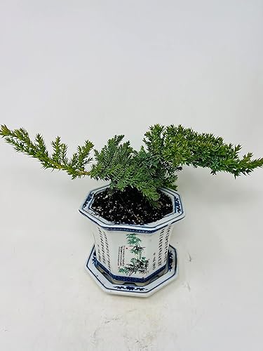 Árbol bonsái de enebro con jarrón Lucky planta de interior bonsái vivo