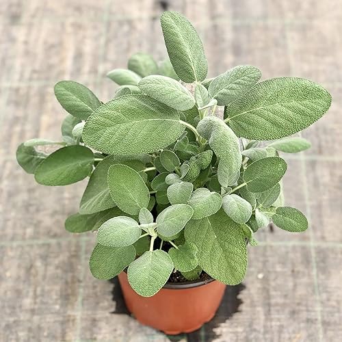 Miniatura 5 de QAUZUY GARDEN 100 Salvia Officinalis - Semillas de salvia culinaria de jardín comunes para plantar, hojas fragantes y comestibles, semillas de