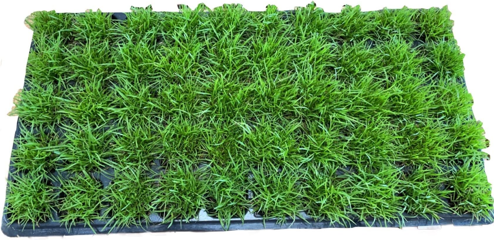 Centipede Grass Plug Tray | EZ Plug 50 Grass Plugs Per Tray
